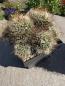 Preview: Mammillaria dolichothele albescens
